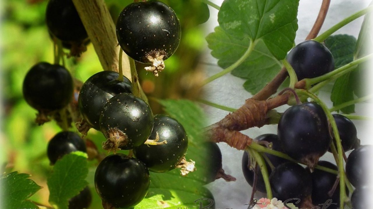 Против черной смородины. Черная смородина и жимолость. Растение смородина черная h50.